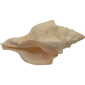 Natural Conch Natural Seashell 8.0" long X 3.5" wide Beige Spiral Marine Decor